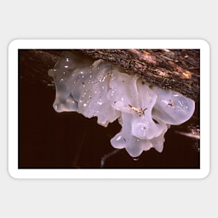 Jelly Fungus Sticker